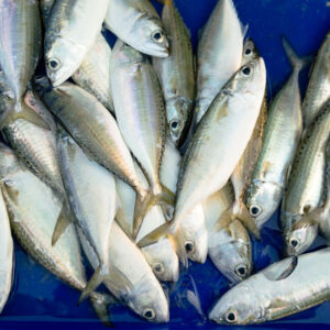 Canning Fish in Quart Jars Image